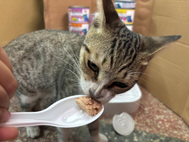 女人知己試用大隊,口碑行銷,部落客行銷,PURRFACT 波菲特貓用主食罐,主食罐,PURRFACT波菲特,貓主食罐,貓罐,PURRFACT波菲特貓用主食罐,魚肉蔓越莓主食罐,鮮嫩雞主食罐,鹿肉雞肉主食罐,牛肉鵪鶉貓主食罐,干貝蠶蛹配方,鱷魚肉白木耳配方,雞肉魚肉配方,安心鶉配方,評價,體驗,適口性佳,心得,成貓適用,高齡貓適用,質地是慕絲狀